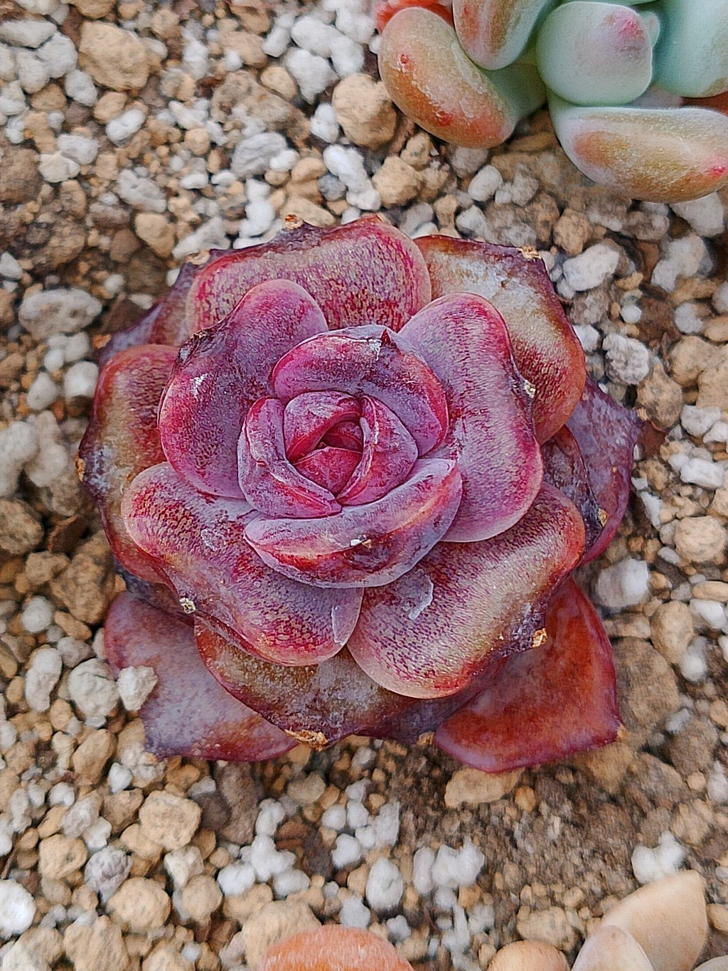 Echeveria j'adore | maceta 3"