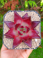Echeveria Agavoides Romeo  | maceta 4"