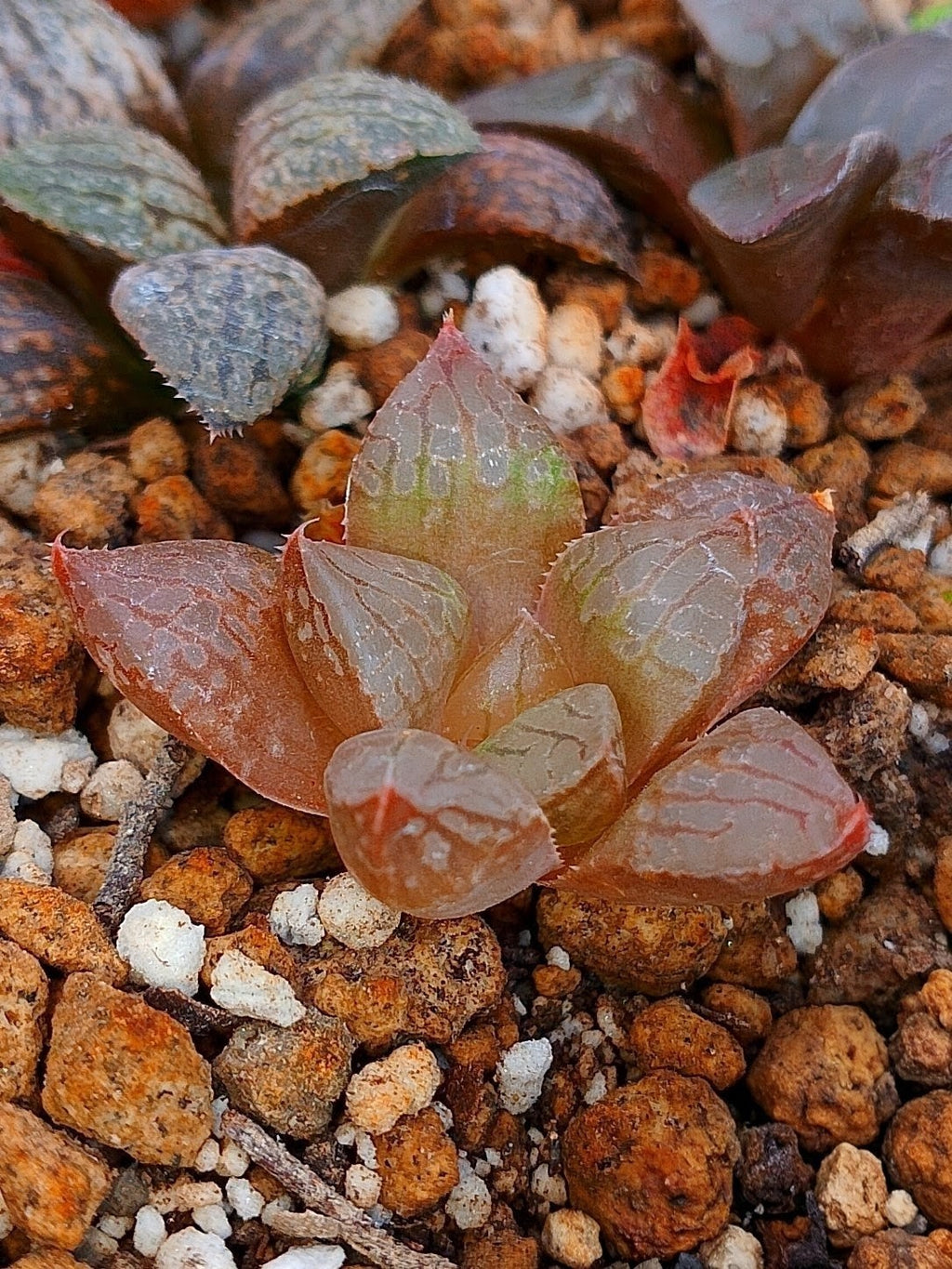 Haworthia RG P | maceta 2"