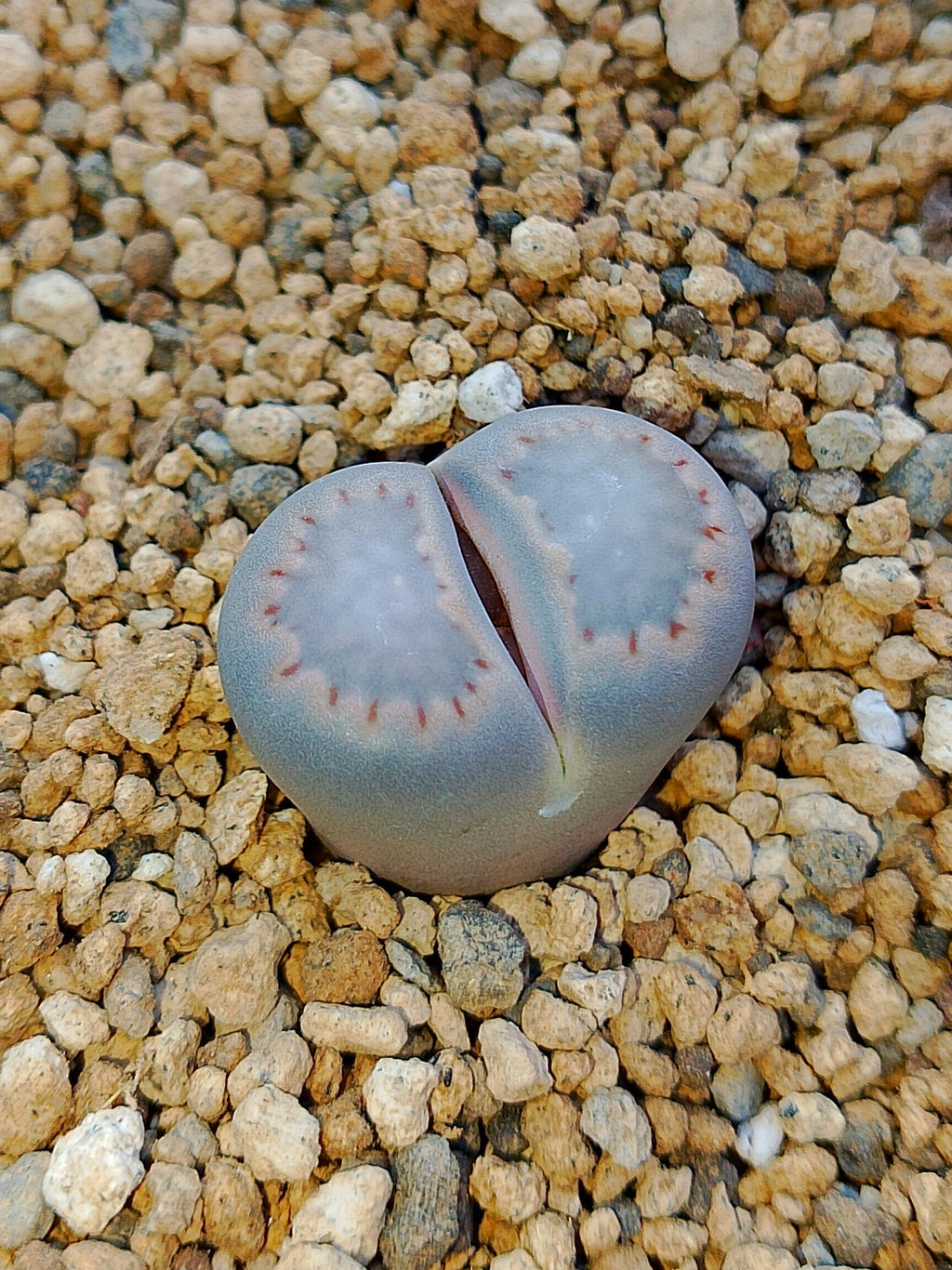 C320 	Lithops salicola
