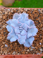 Echeveria Crispate Beauty B | maceta 3"