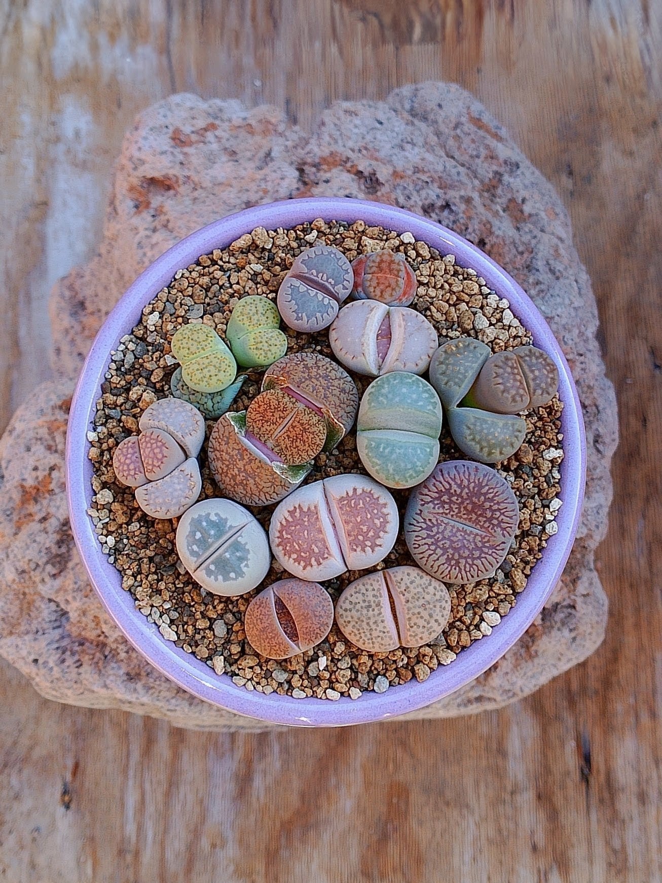 Paquete lithops Mix - circular J