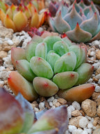 Echeveria Maverick A | maceta 3"