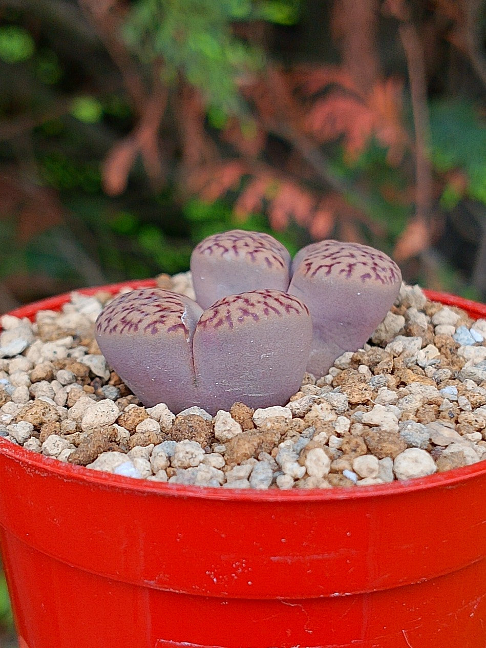 Lithops Bromfieldii | 2 cabezas