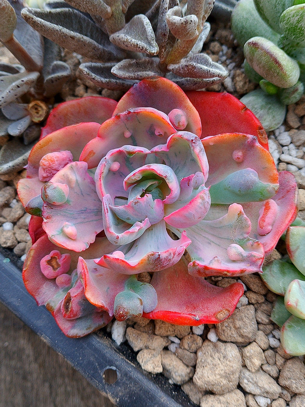Echeveria Beyoncé rainbow v | maceta 3.5"