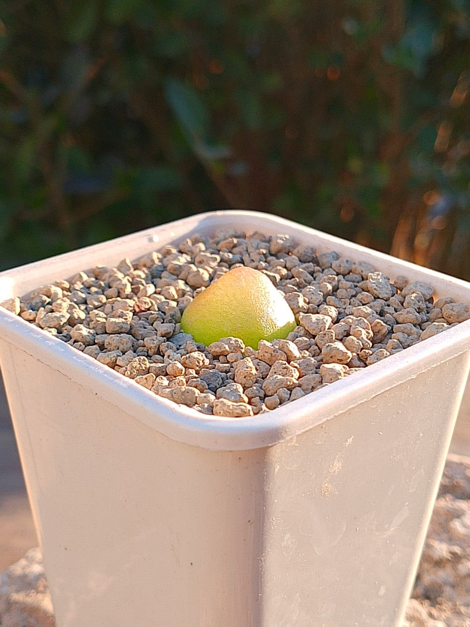 Conophytum burgeri B