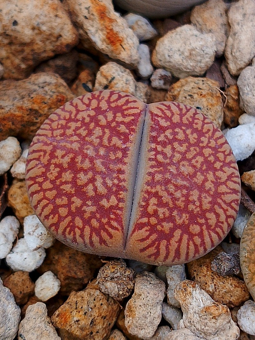 C048 	Lithops aucampiae ssp. euniceae v. euniceae A