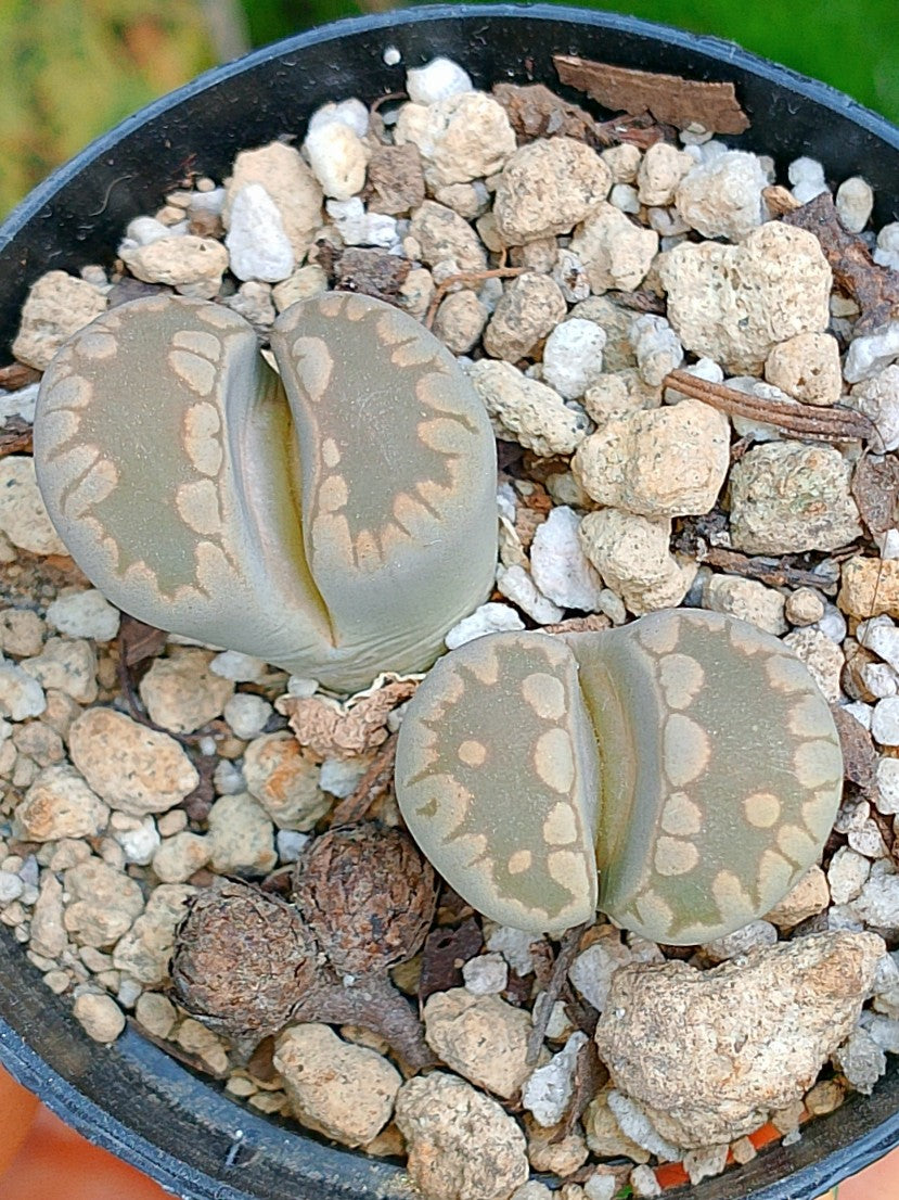 Lithops Otzeniana | 2 cabezas