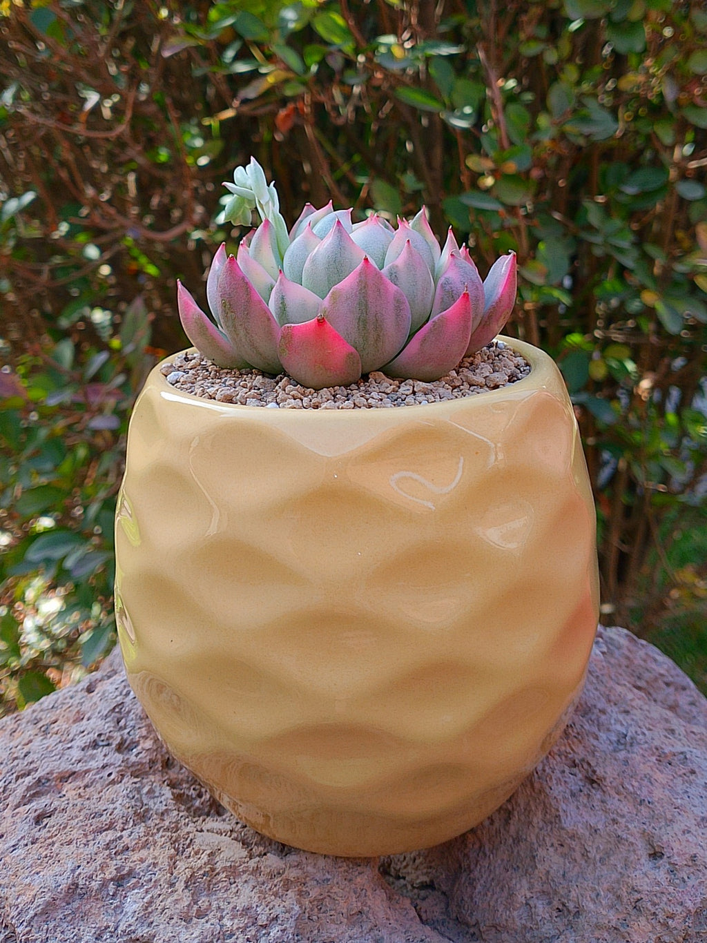 Echeveria Franc avenue