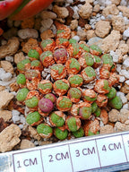 Conophytum uviforme (colonia 4.5 cm)
