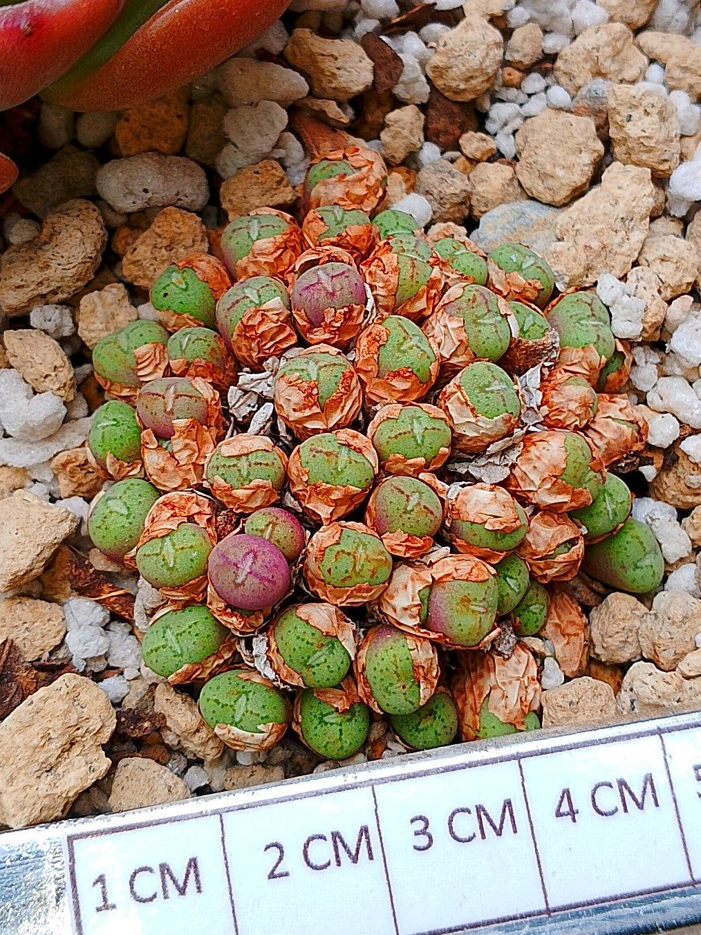 Conophytum uviforme (colonia 4.5 cm)
