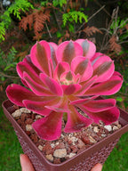 Aeonium Pink witch | maceta 4"