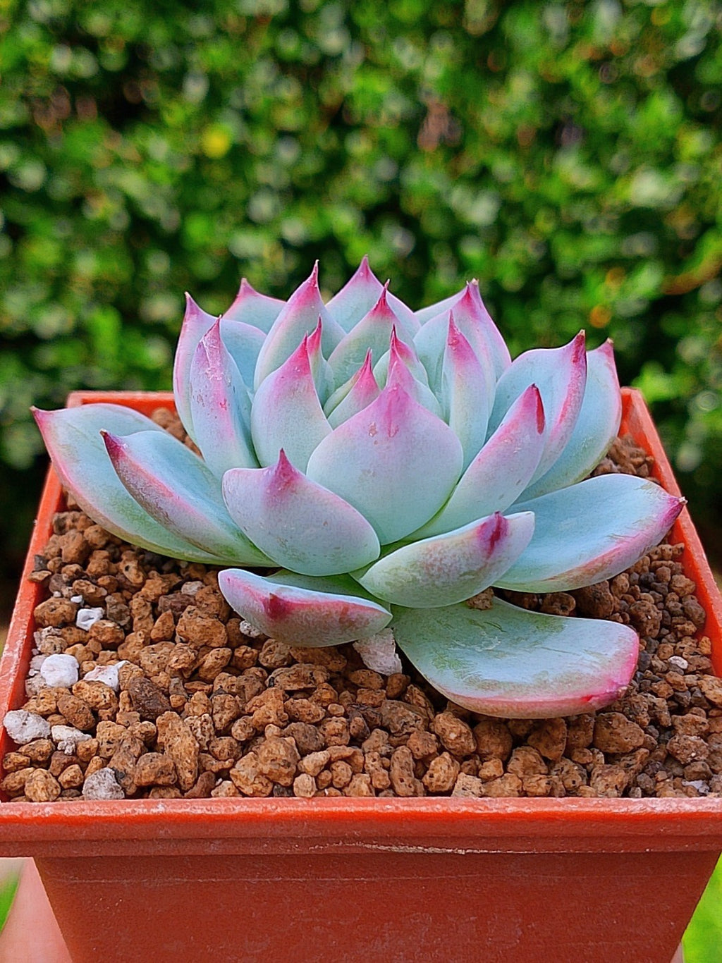 Echeveria Tippy | Maceta 3"