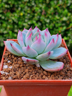 Echeveria Tippy | Maceta 3"