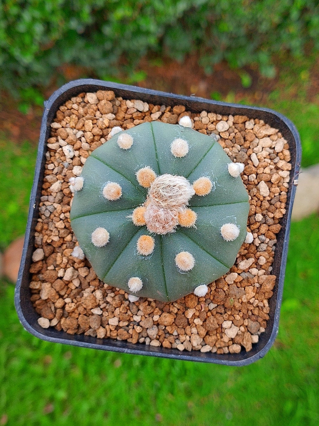 Astrophytum Asterias var nudum | maceta 3.5"
