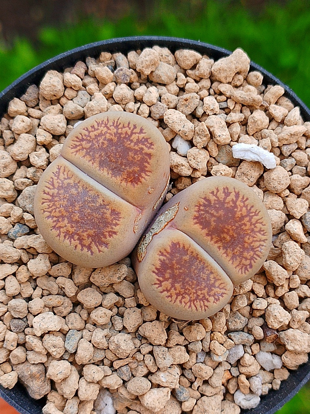 Lithops Aucampiae| 2 cabezas