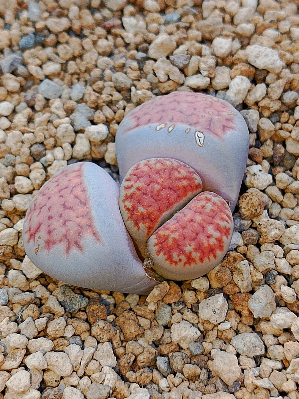 Lithops Mix