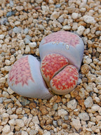 Lithops Mix
