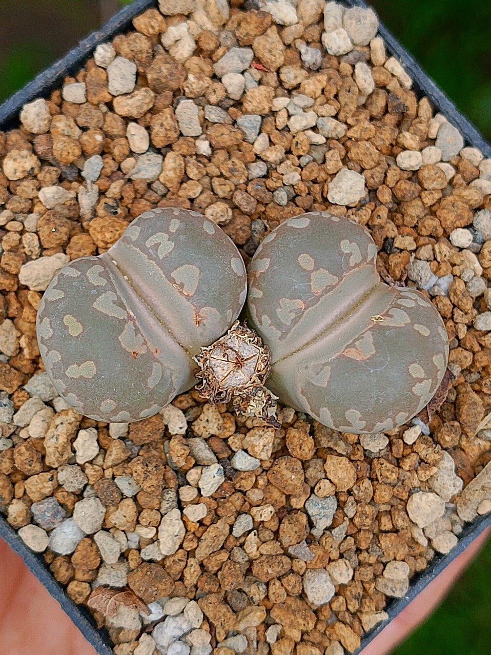 Lithops Otzeniana  | 2 cabezas