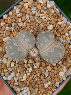 Lithops Otzeniana  | 2 cabezas