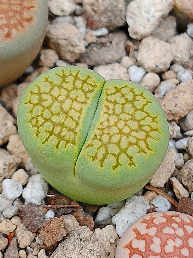 Lithops hallii var. hallii 'Sakkie's Green'