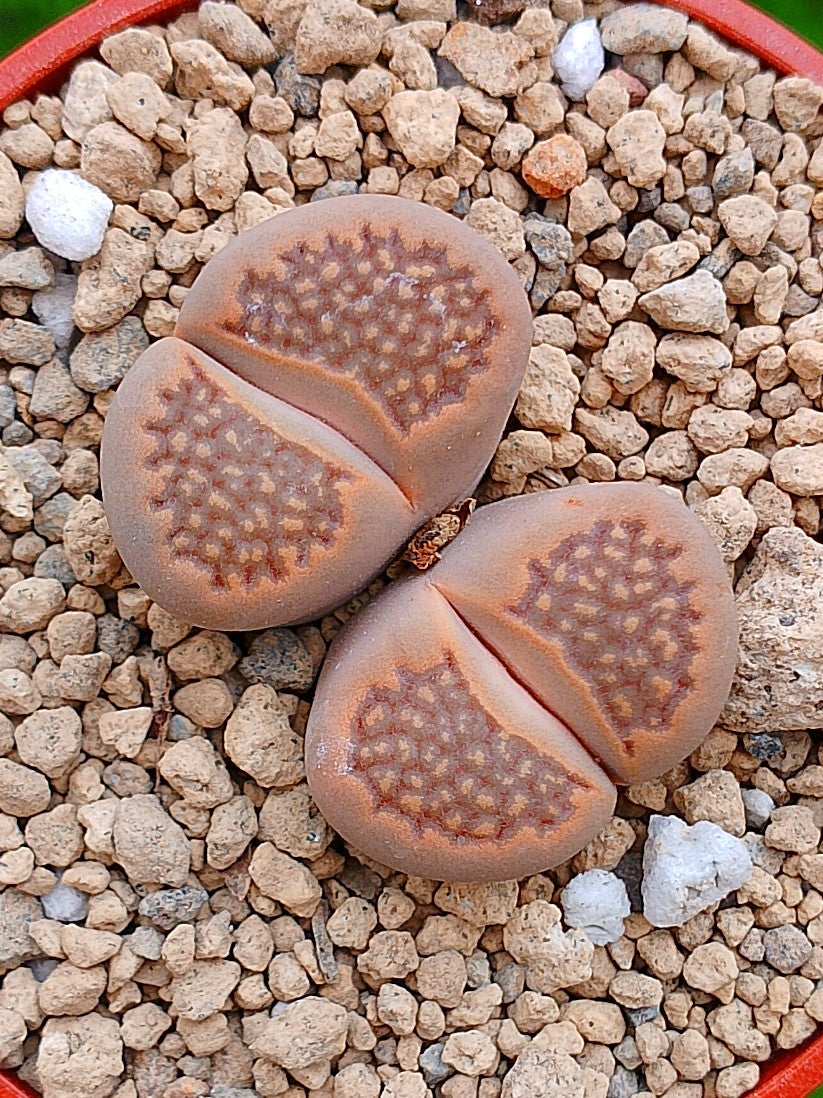 Lithops Hallii | 2 cabezas