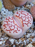 C205 	Lithops julii ssp. julii (syn. chrysocephala)