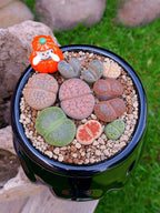 Paquete lithops Mix - Caldero calabaza