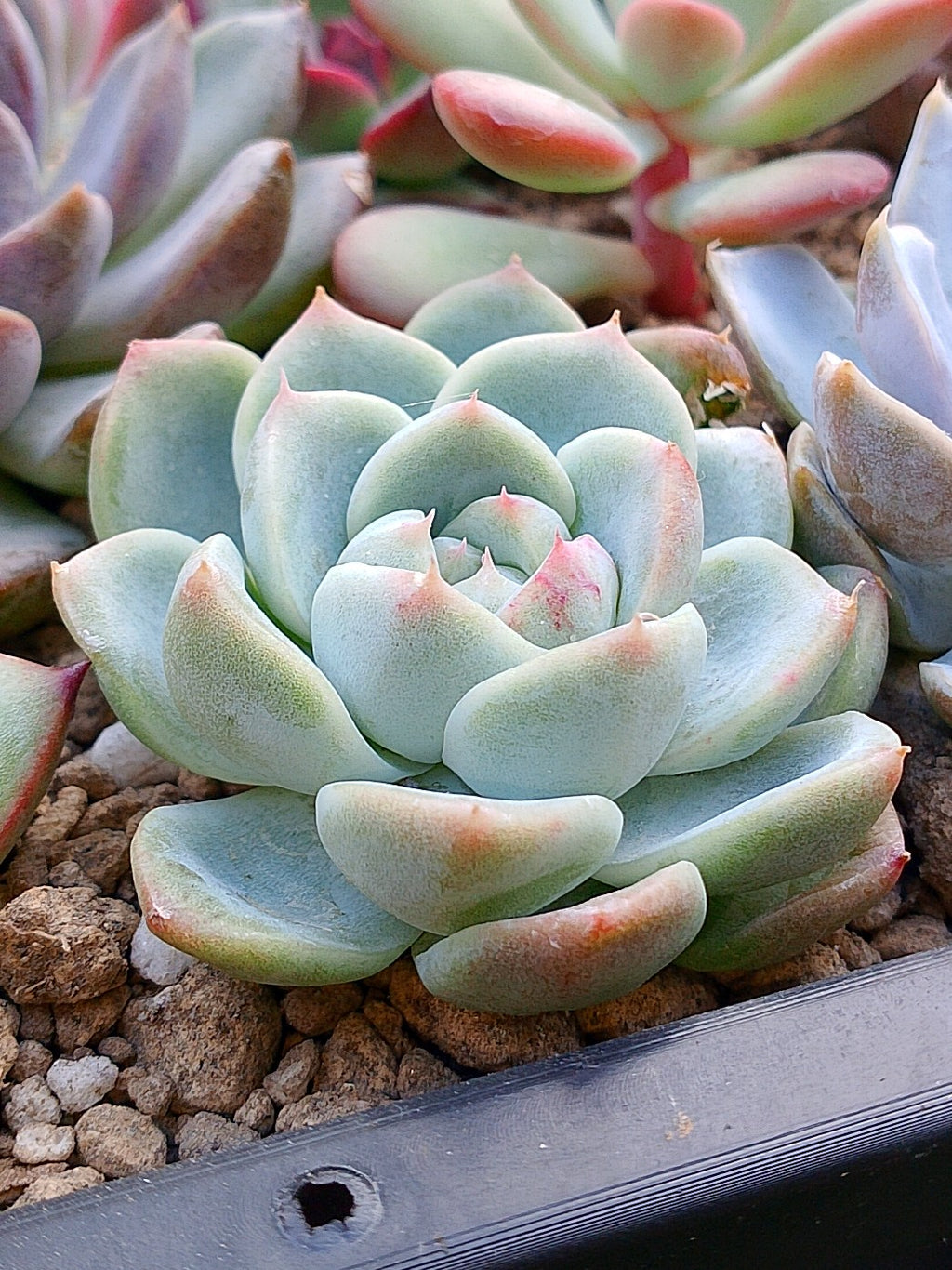 Echeveria Pink spot | Maceta 3"