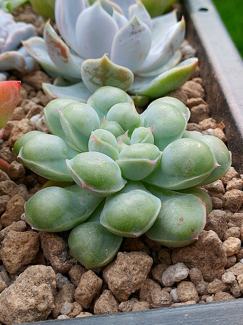 Echeveria Albidrops | maceta 3"