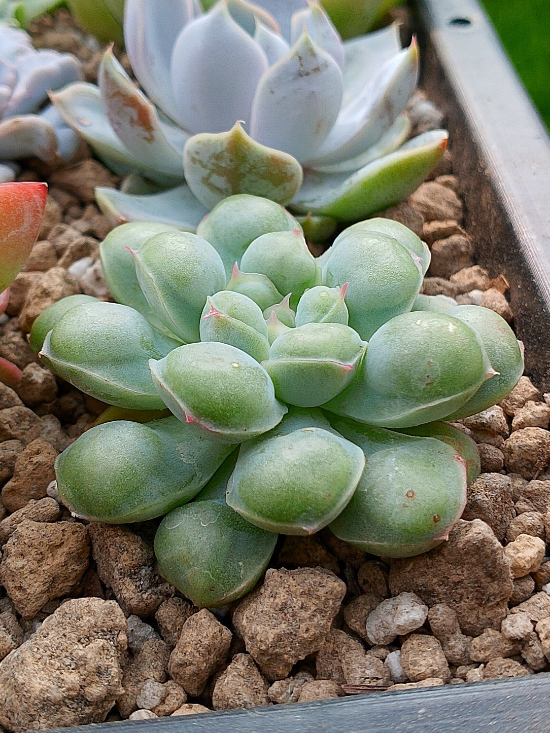 Echeveria Albidrops | maceta 3"