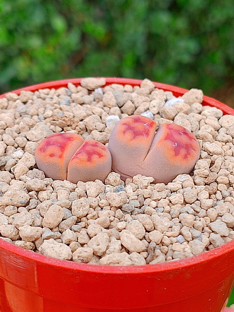 Lithops Karasmontana | 2 cabezas