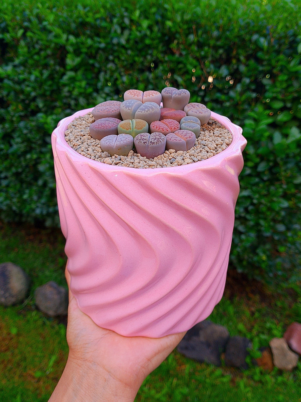 Paquete lithops Mix - circular A