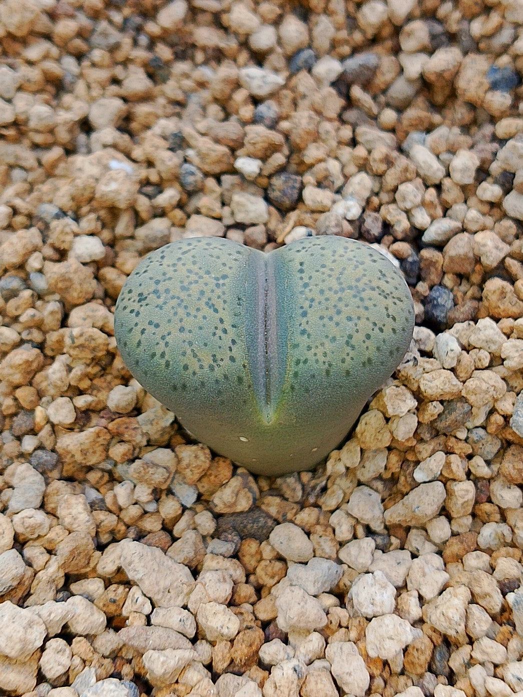 C133 Lithops terricolor (syn. localis)
