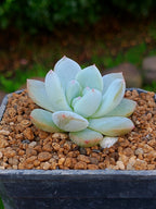 Pachyveria Frevel | maceta 3"
