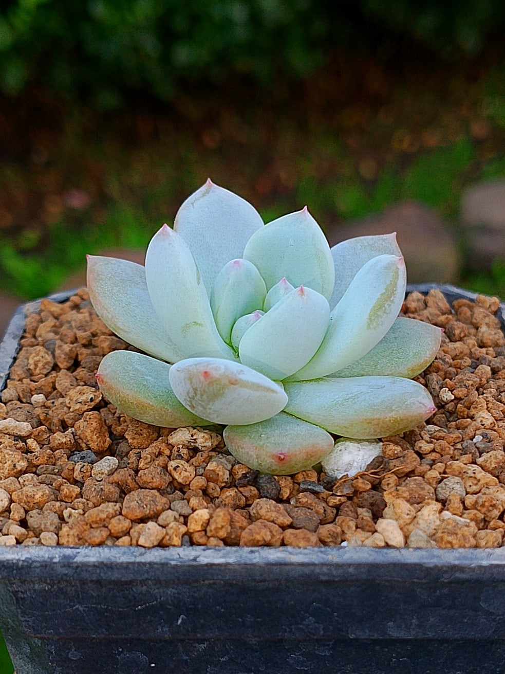 Pachyveria Frevel | maceta 3"