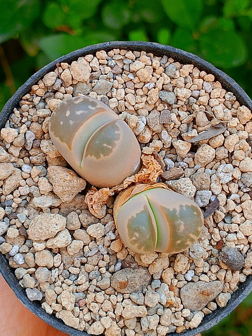 Lithops Olivacea var nebrownii - 2 cabezas