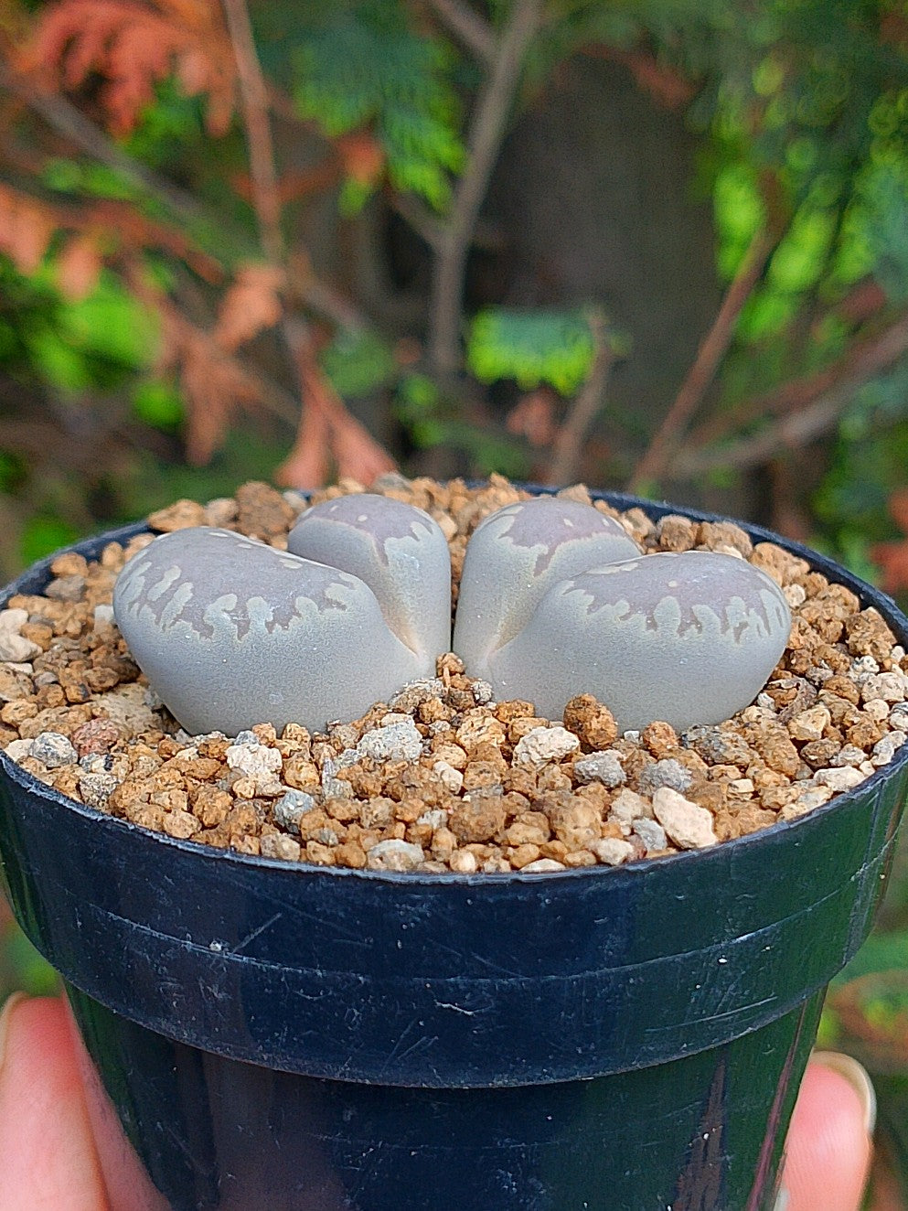 Lithops Otzeniana