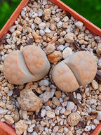 Lithops Karasmontana - 2 cabezas
