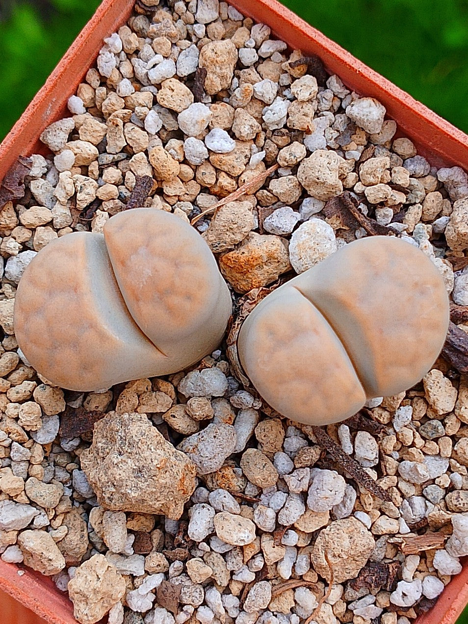 Lithops Karasmontana - 2 cabezas