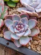 Echeveria White soul| Maceta 3"