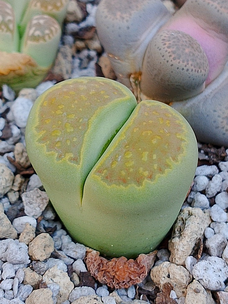 C111A Lithops hallii v. ochracea 'Green Soapstone' F