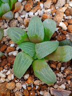 Haworthia RG G | maceta 3"