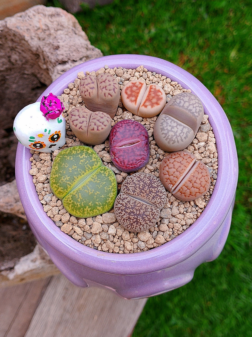 Paquete lithops Mix - Caldero Catrina