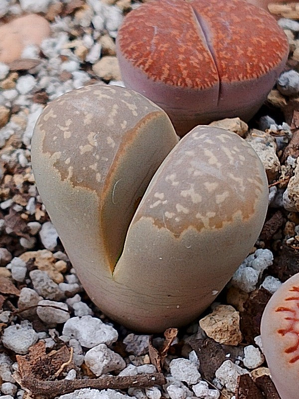 C274 	Lithops geyeri