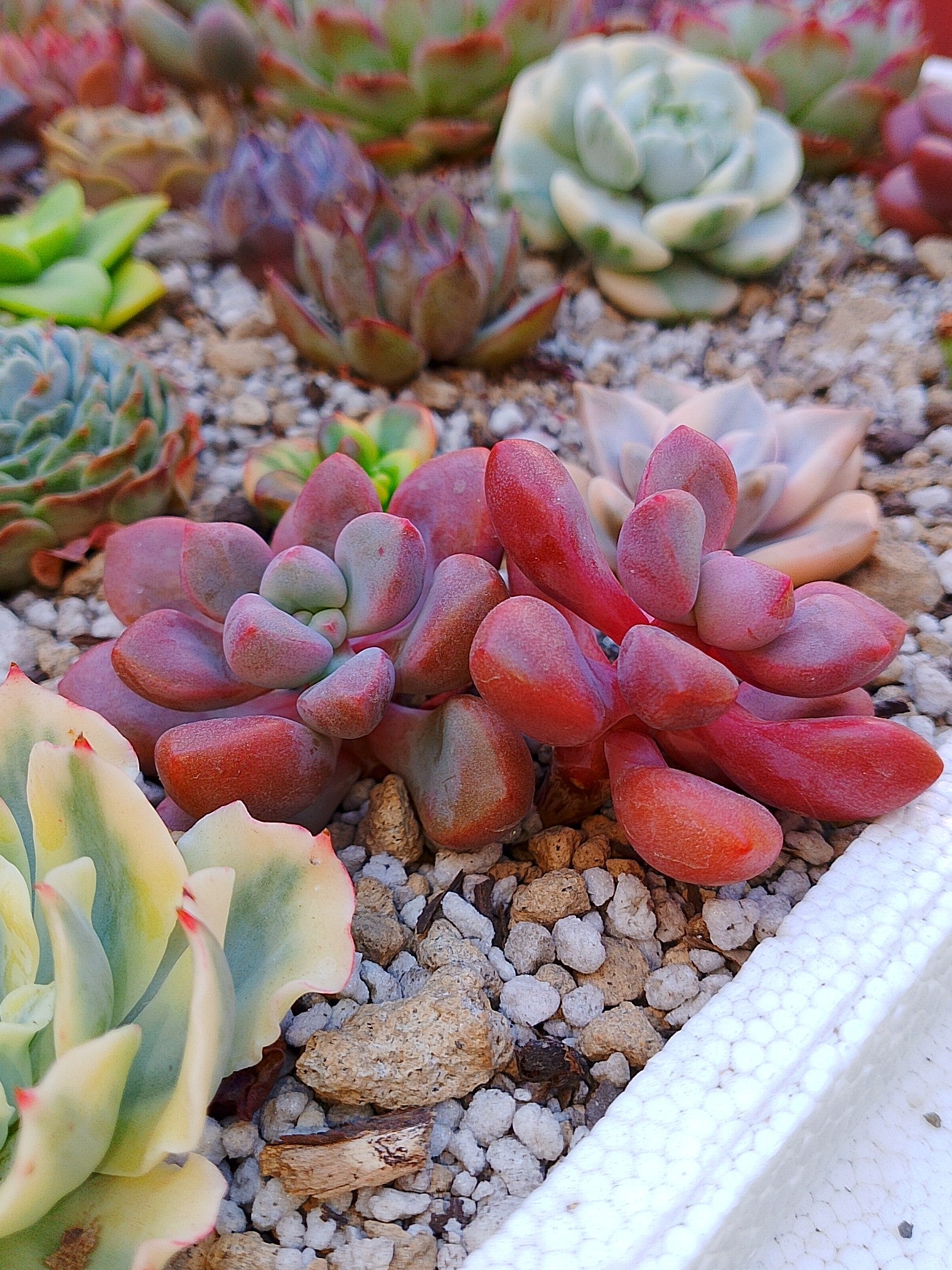 Echeveria Polarie Heart | maceta 3.5"