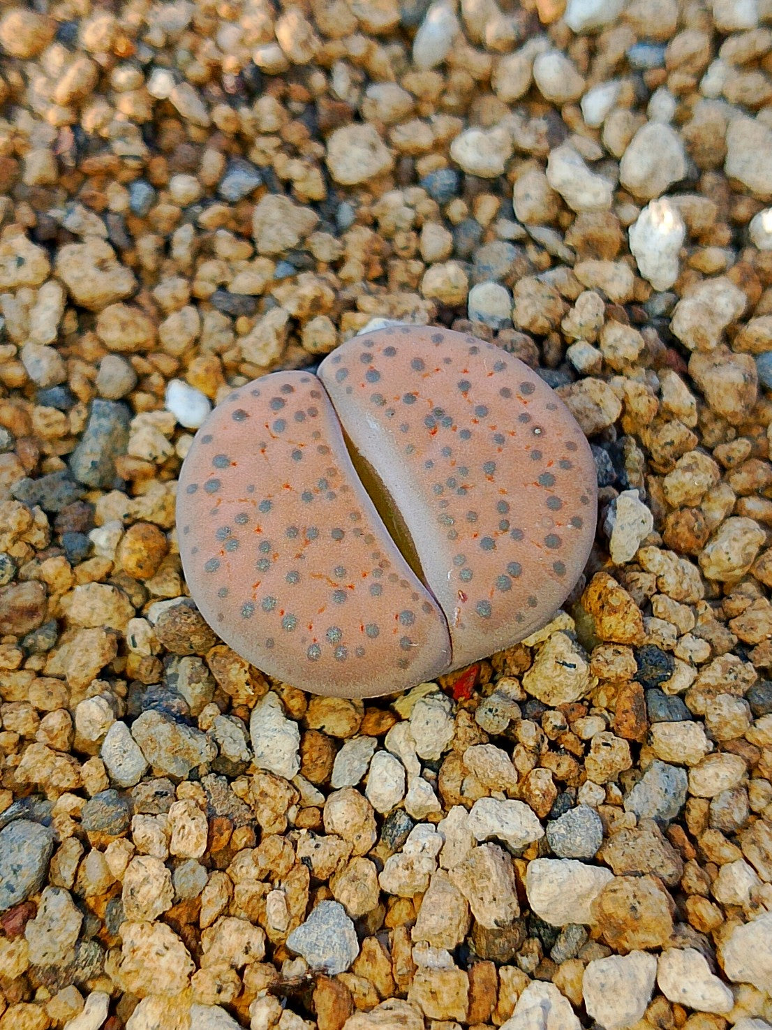 Lithops Mix