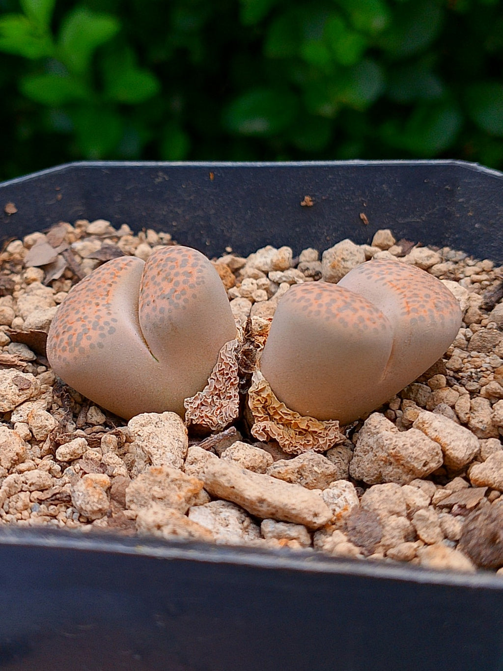 Lithops Fulviceps  | 2 cabezas