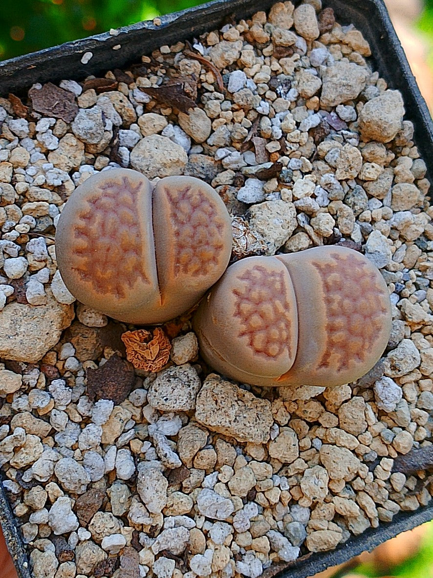 Lithops Hallii | 2 cabezas