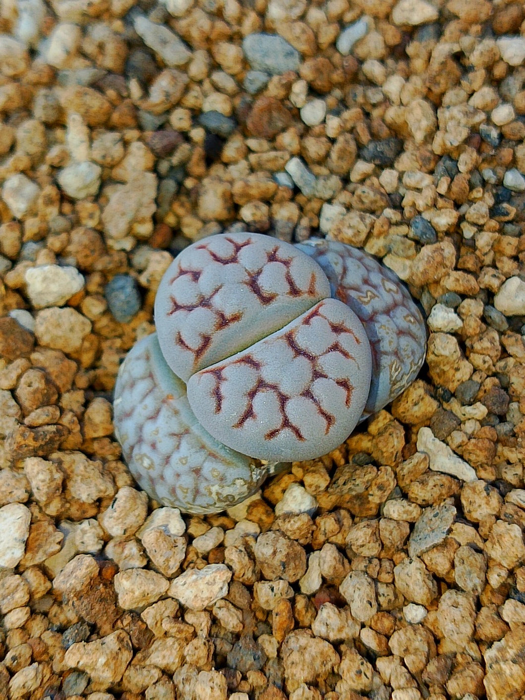 Lithops Mix